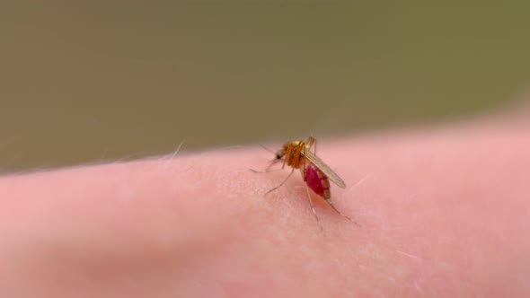 Mosquito Blood Sucking on Human Skin
