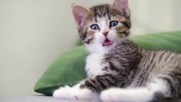 Striped Kitten Wakes Up Yawns and Stretches
