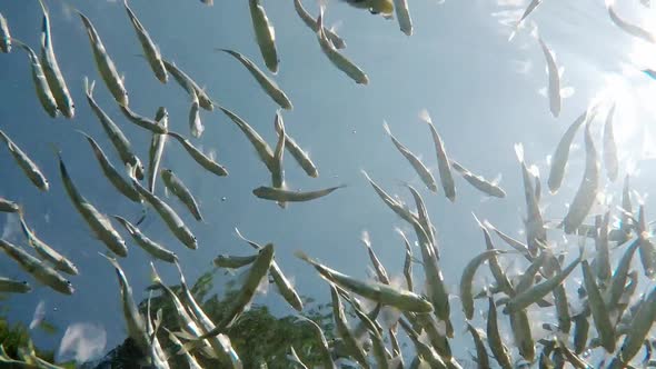 Fish swimming in very clear and transparent shallow water. Swarm of minnows moving in all directions