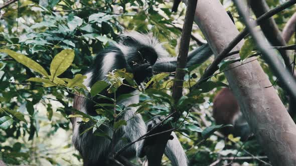 Red Colobus Monkey Sitting on Branch in Jozani Tropical Forest Zanzibar Africa