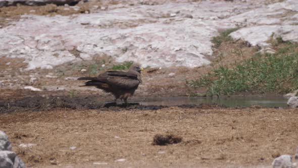 Tawny eagle drinking from a waterhole