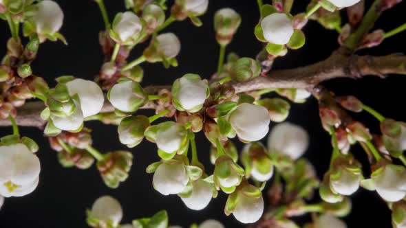 White Flowers Bloom on a Tree Branch