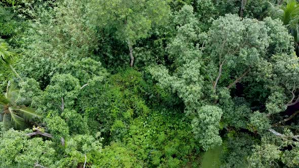 Aerial view of deep green forest or jungle at rainy season