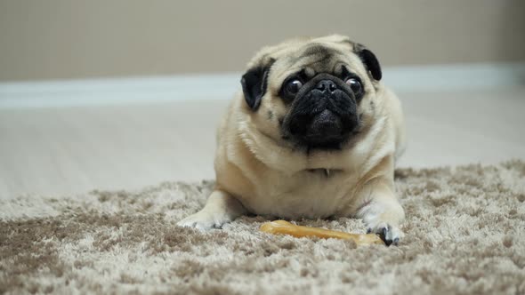 Pug Dog Growling and Indignant Protects the Bone