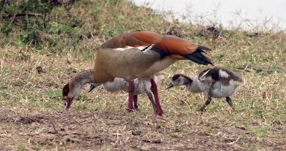 Egyptian Goose, alopochen aegyptiacus, Adult and Goslings, real Time 4K