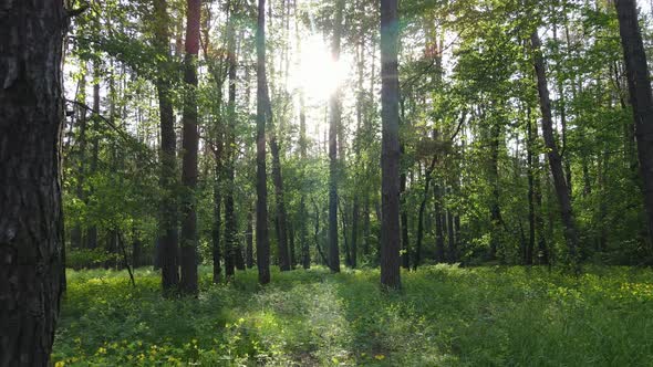 Wild Forest Landscape on a Summer Day