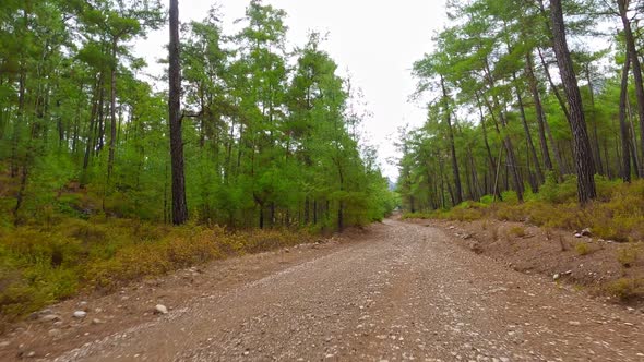 Car Drive Forest