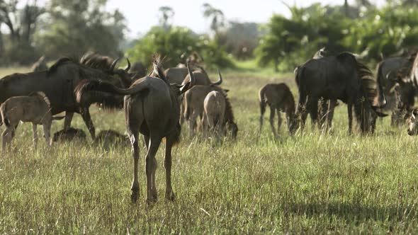 Herd of Gnu, Botswana, Africa.