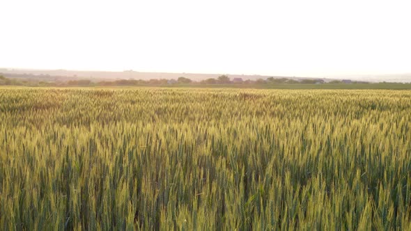 Evening Wheat Field 12