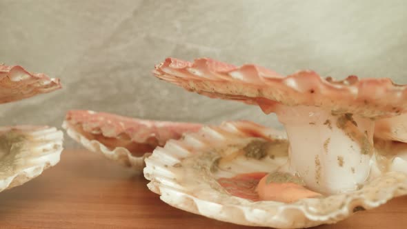 Scallops with Spotted Pink Shells and Clam Mantle Lie Open