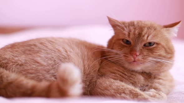 Cat Sits on the Sofa at Home