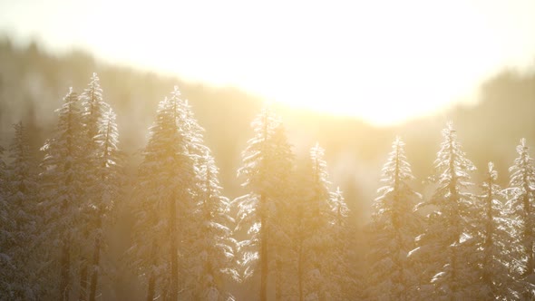 Splendid Christmas Scene in the Mountain Forest. Colorful Winter Sunrise