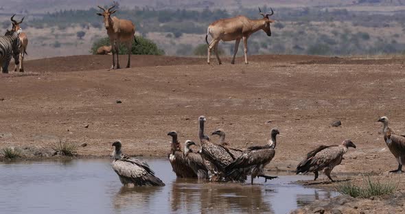 Hartebeest, alcelaphus buselaphus, Herd standing at Waterhole, and African white-backed vulture