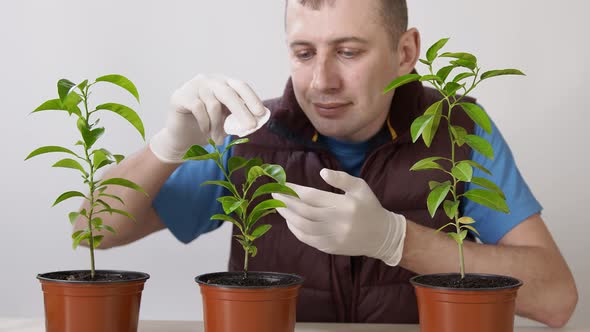 Care for Home Plants. A Man Sprays the Leaves of a Mandarin Houseplant and Wipes the Leaves From