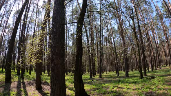 Walking Through the Forest with Pine Trees During the Day POV Slow Motion