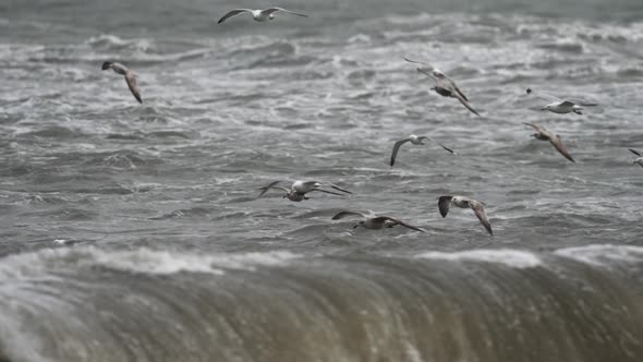 Medium shot of gulls  gliding over the large waves and swells off the coast of Maasvlakte, Rotterdam