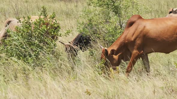 Herd of African Humpback Cows Walking at the Side of the Asphalt Road Zanzibar