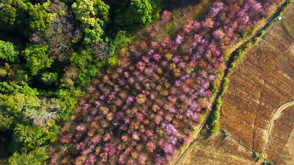 Drone fly over Wild Himalayan Cherry Blossom (Prunus cerasoides)