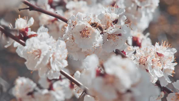 Bee Flying Around the Almond Blossom