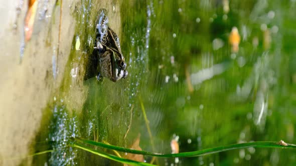 Vertical Footage Portrait of Frog Sits on the Shore By the River Close Up