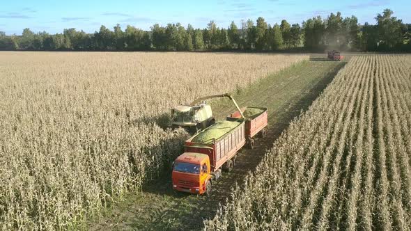 Forage Harvester Mows Corn and Uploads Into Vehicle