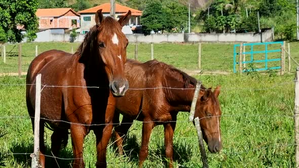 Gorgeous pregnant mare and brown horse feeding on, grazing, neighing, equine animals