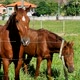 Gorgeous pregnant mare and brown horse feeding on, grazing, neighing, equine animals - VideoHive Item for Sale