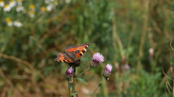 Aglais Urticae On A Burdock Flower