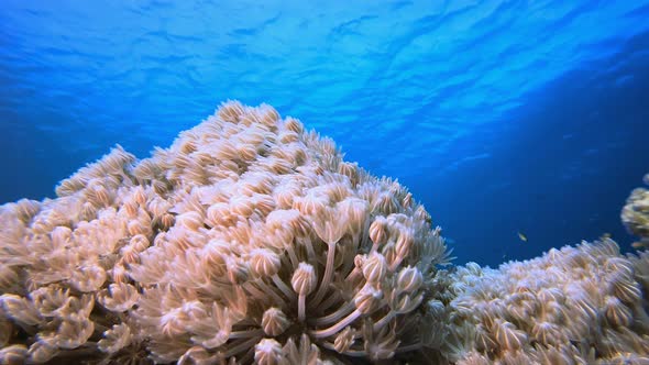 Tropical Reef Soft Coral