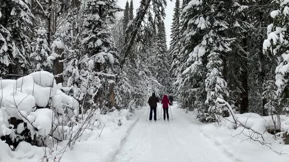 Two girls in a black and red jacket are skiing in winter in a forest.