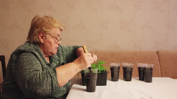 A Woman Puts a Pot of Compost and Plants Young Tomato Seedlings
