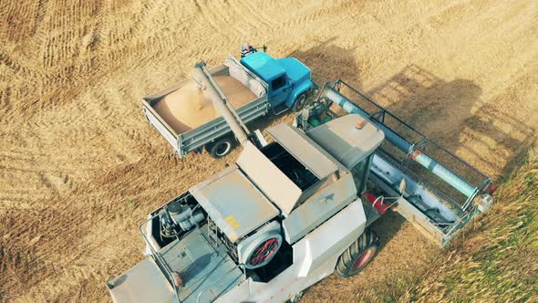 Reaped Crops Are Being Loaded Into a Truck By an Agricultural Vehicle