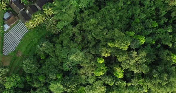 Aerial top down shot over rural countryside with palm trees and forest during sunny day in Indonesia