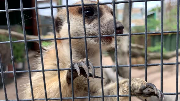 Close-up of a meerkat in a cage