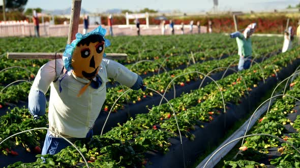 Scarecrow in strawberry farm 4k
