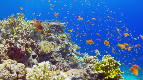 Tropical Fish on Vibrant Coral Reef