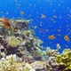 Tropical Fish on Vibrant Coral Reef - VideoHive Item for Sale
