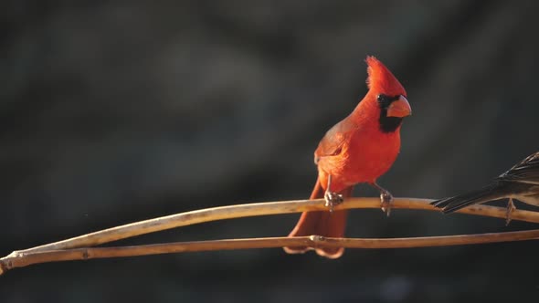 Northern Cardinal Lands on a Branch in Slow Motion