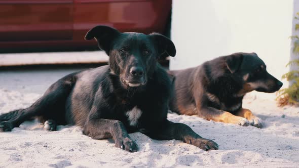 Two Homeless Dogs Lie on the Street. Yard Guard Dogs on Car Parking