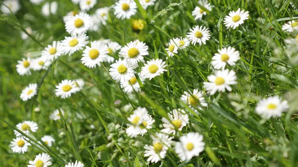 Common daisies in the grass spring background 4K 2160p 30fps UltraHD  video - White Bellis perennis 