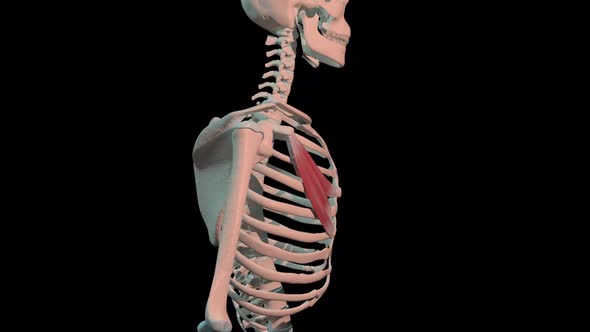 Pectoralis Minor Muscles Full Rotation Loop