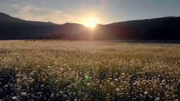 Meadow of Spring Daisy Flowers