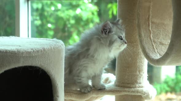 Cute Persian Kitten Playing On Cat Tower