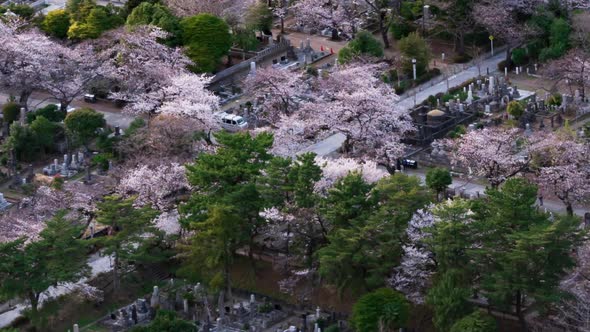 time lapse of cherry blossom in Aoyama cemetery in Tokyo, Japan