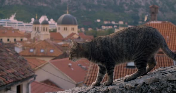 Gray street cat going down the fence against the background of the old town in Kotor