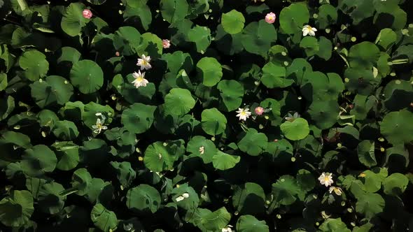 Aerial Drone Stock Footage of Flowering Lotuses on the Lake Near the Road in Krasnodar Krai