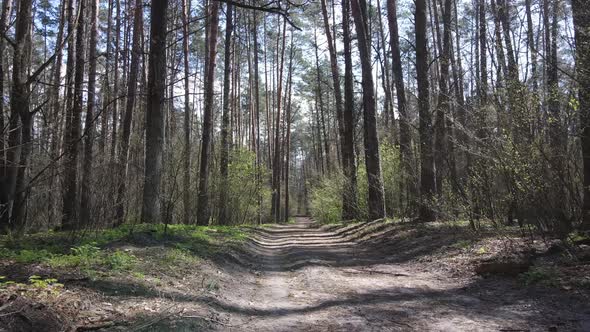 Road in the Forest During the Day Slow Motion