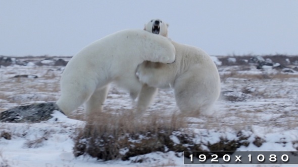 Polar Bears Sparring in the Snow