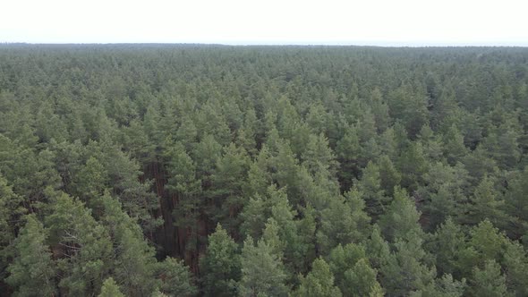 Forest Landscape Aerial View Slow Motion