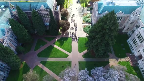 Top down aerial shot of students walking through the cherry blossoms at the University of Washington